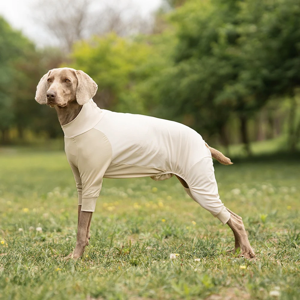 Weimaraner dog wearing a full-body UPF 50+ cooling sun suit standing on grass, providing physical UV protection for dog belly and legs.