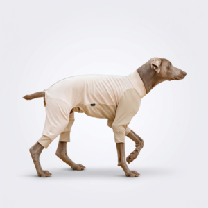 Sleek gray Weimaraner walking side-profile on plain pale gray studio backdrop, wearing two-tone off-white and beige four-legged full-body dog sun suit with slim fitted cut