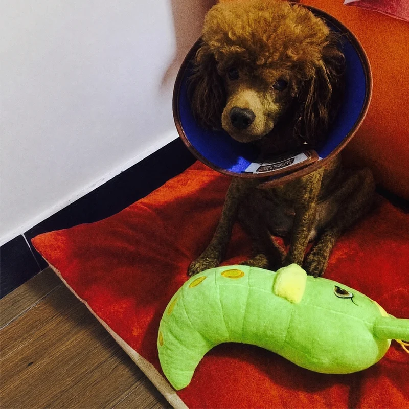 A small brown poodle wearing a blue Elizabethan collar sitting on a red dog bed next to a green caterpillar toy.