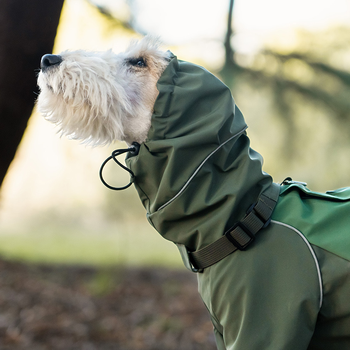 Outdoor woodland close-up shot of a wire fox terrier wearing olive green WoofShield dog rain jacket, focused on adjustable drawstring integrated hood, reflective piping and woven neck strap details