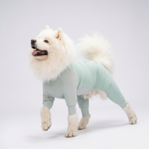 Fluffy white Samoyed standing in soft mint four-legged full-body dog sun suit, mouth open with tongue out, posed on plain pale white seamless studio background