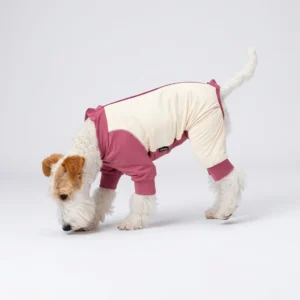 Wire Fox Terrier lowering head to sniff seamless light gray studio floor, wearing dusty rose and cream two-tone four-legged full-body UV sun suit, small woven brand tag stitched at belly seam