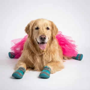 A golden Retriever lying down wearing WoofShield blue all-season dog shoes