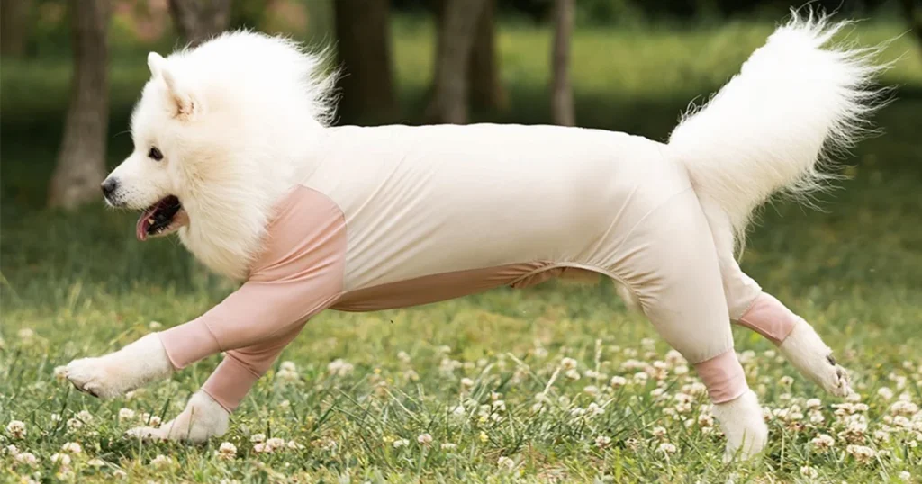 Samoyed dog wearing a stylish pink 4-leg cooling sun suit running happily on grass, showing full-body summer UV protection.