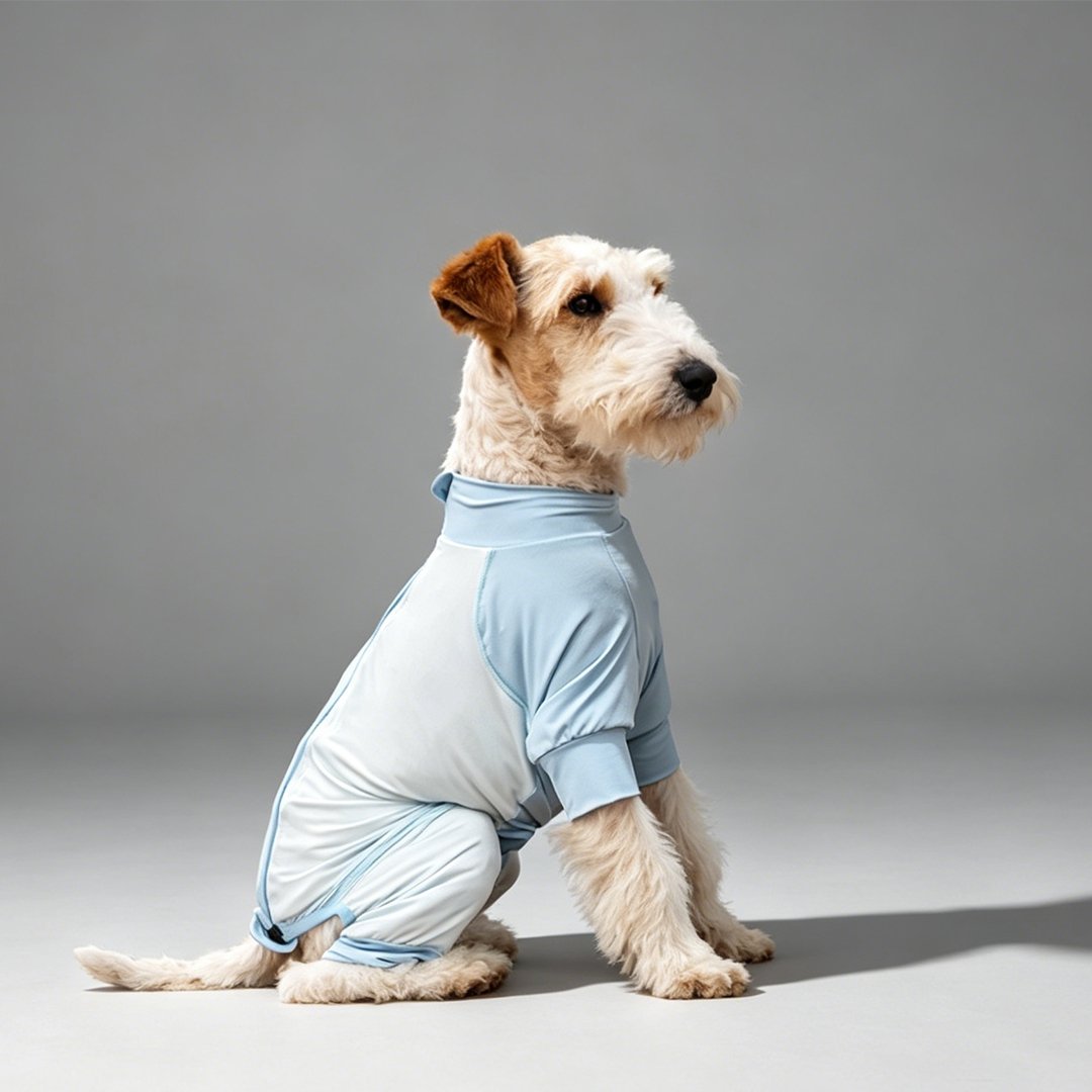 Side view of a Wire Fox Terrier wearing WoofShield light blue full-coverage UPF 50+ dog sun protection suit