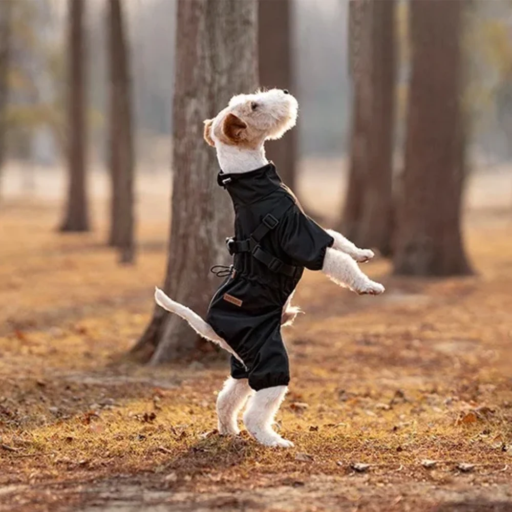 Wire fox terrier standing upright on hind legs amid dry fallen woodland leaves, wearing solid black full-body four-leg dog rain suit with adjustable chest harness straps and dual waist drawstring toggles