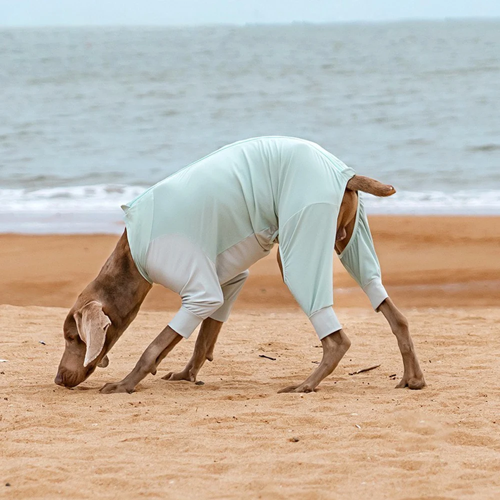 Slim gray Weimaraner bending down to sniff beach sand, wearing mint two-tone four-legged dog sun suit, calm sea waves stretch across the background shoreline