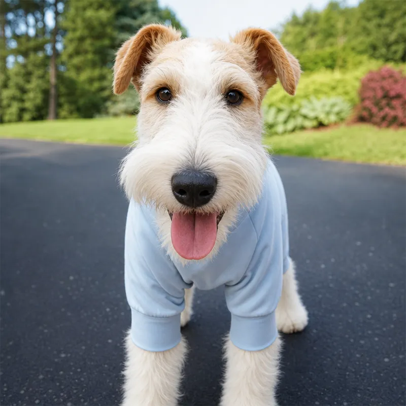 Wire Fox Terrier wearing light blue UPF dog sun suit stands on residential driveway, backyard green lawn background, full leg coverage grass protection apparel
