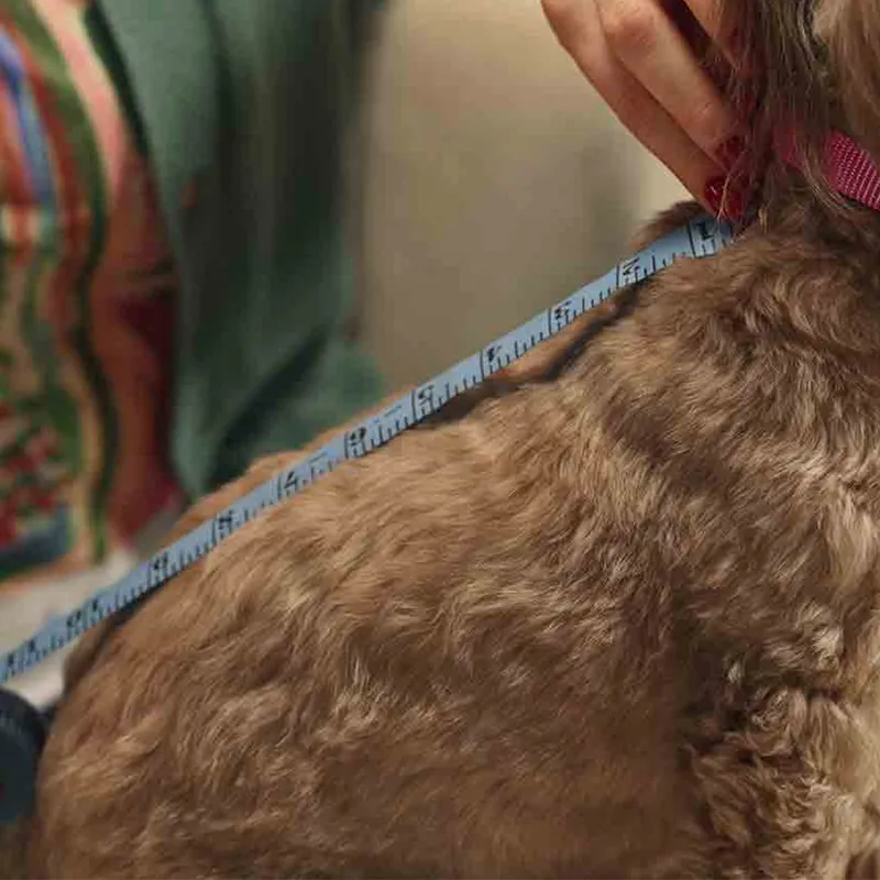 Close-up indoor real shot: Owner uses soft measuring tape to measure back length of Yorkshire terrier with pink collar, warm blurred home background, tutorial shot for dog apparel size measuring