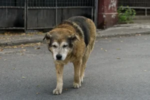 Real street photography of an elderly mixed-breed stray dog walking alone on asphalt road, grey muzzle, weathered thick fur, scattered fallen leaves, metal gate and old building wall background