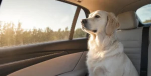 Cream golden retriever sitting in car backseat, sunlight streaming through side car window, UVA radiation penetrates auto glass, dog road trip sun‑exposure scenario